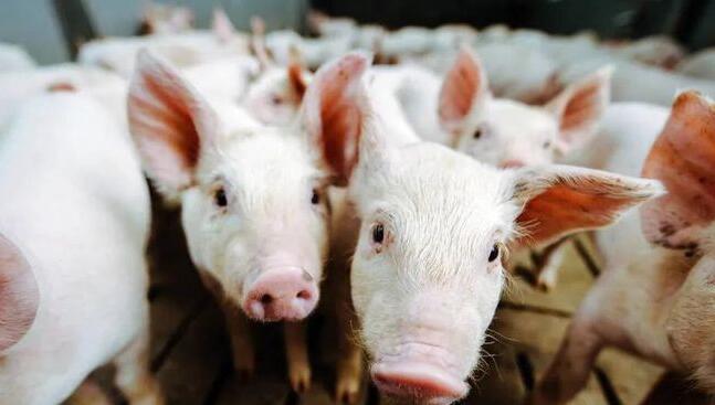 养猪产业面临转型