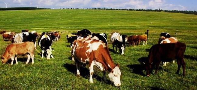 山东畜产品居全国首位　青贮饲料缺口大