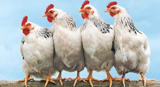 为何肉鸡“气囊炎”病难以防控？