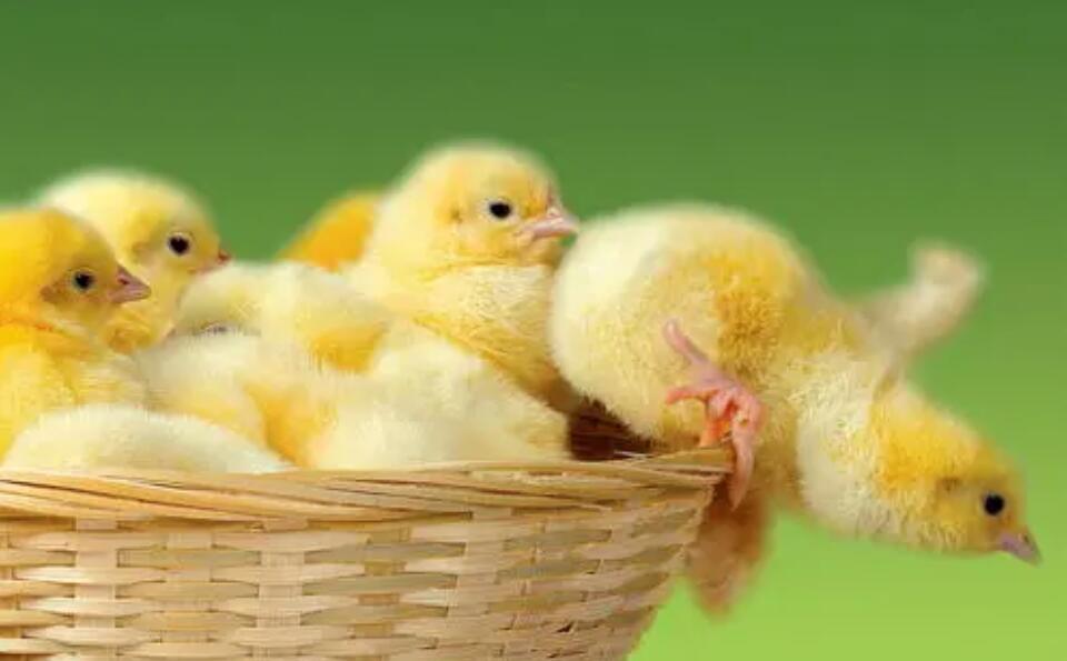 育雏管理在养鸡过程中的重要性