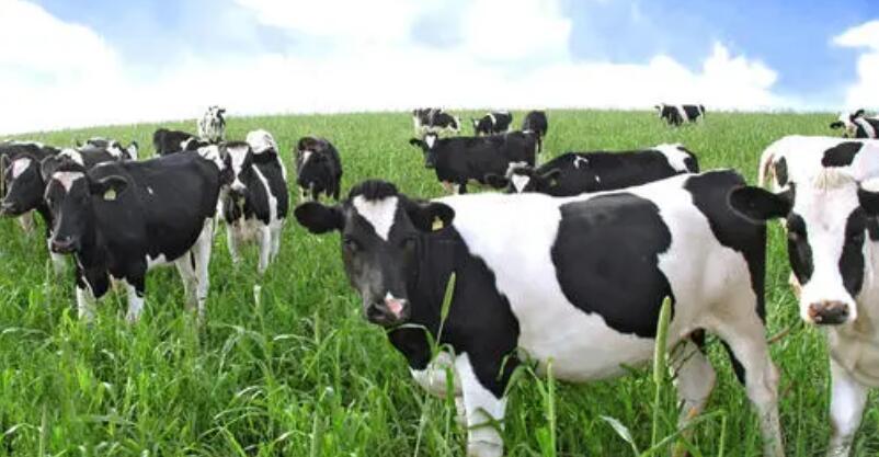 奶牛场繁殖管理的技术要点