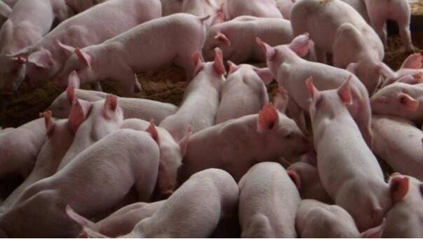 国务院对养猪做出新指示！《全国农业现代化规划》已通过