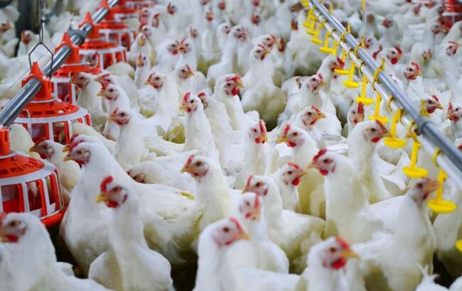 农业部制定《种鸡进口技术要求》