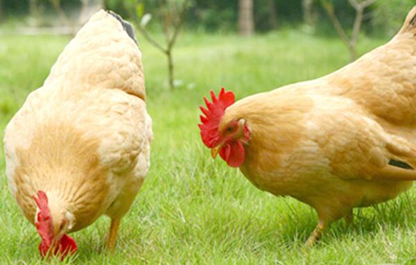 供给紧张 肉鸡产业链景气度望提升