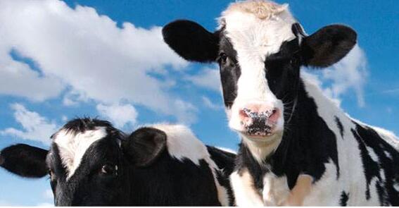蒙牛拟增持现代牧业16.7%股权
