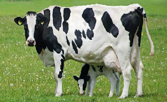 我国奶牛规模养殖比重去年首次超半